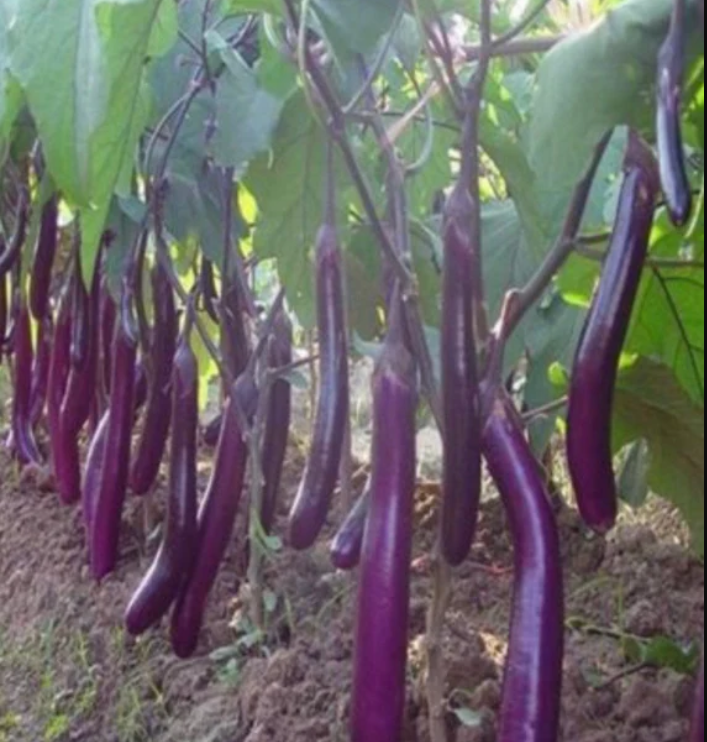 Aubergine chinoise violette